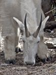 Mountain Goat 3933